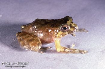 Media type: image;   Herpetology A-95545 Description: Photo of animal in life, taken in the field by Dr. Kenneth Ichiro Miyata. A slide of the photo was scanned in 2012 by Melissa Wooley.;  Aspect: lateral